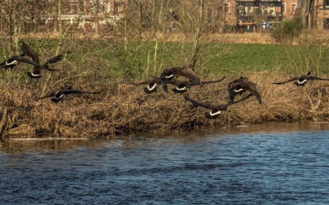 Vogels in het Markdal: Canadese gans koploper maar ook Witgatje komt voor