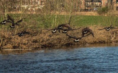 Vogels in het Markdal: Canadese gans koploper maar ook Witgatje komt voor