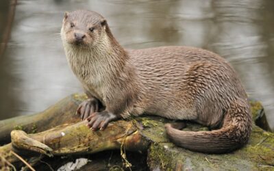 Otter lijkt de weg naar het Markdal ten zuiden van Breda te hebben gevonden